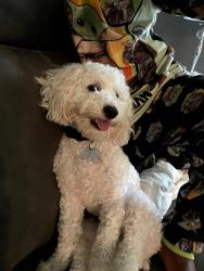 Lost Male Dog last seen Near wellspring church in ruskin, Ruskin, FL 33570