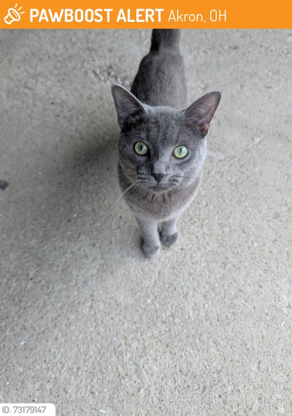 Found/Stray Male Cat last seen Arlington and East Wilbeth, Akron, OH 44306