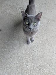 Found/Stray Male Cat last seen Arlington and East Wilbeth, Akron, OH 44306