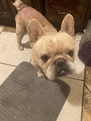 Found/Stray Male Dog last seen Cardinal, Stockton, CA 95205