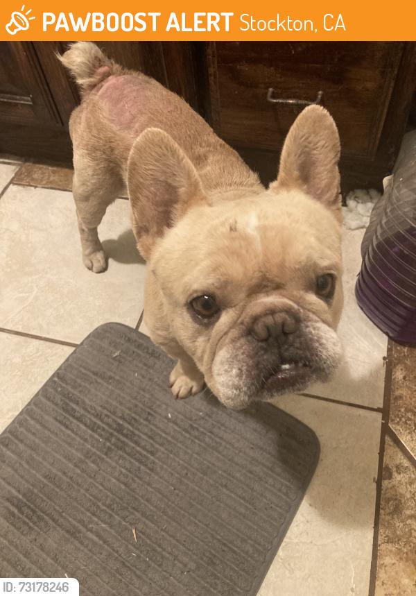 Found/Stray Male Dog last seen Cardinal, Stockton, CA 95205