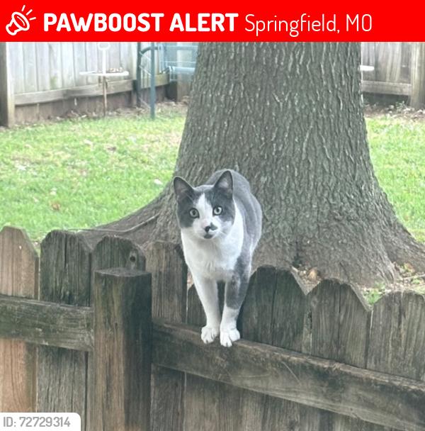 Lost Male Cat last seen E Edgewood, Springfield, MO 65807