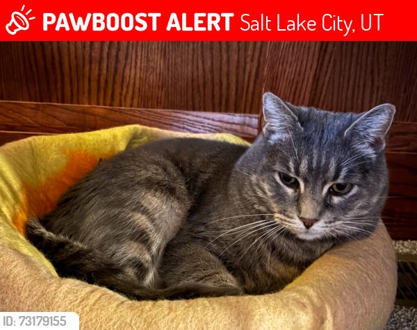 Lost Female Cat last seen 9th south and 11th east, Salt Lake City, UT 84105
