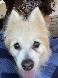 Reunited Unknown Dog last seen La Loma Park, Modesto, CA 95354