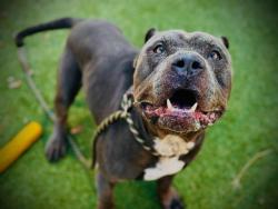 Shelter Stray Male Dog last seen , 2769 Conroy Rd, Orlando, FL 32839, USA