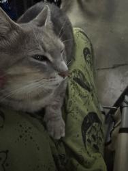Reunited Unknown Cat last seen Oak grove subdivision in Lewisville, Lewisville, NC 27023