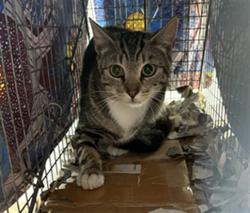 Shelter Stray Male Cat last seen , 3201 Lacy St, Los Angeles, CA 90031, USA