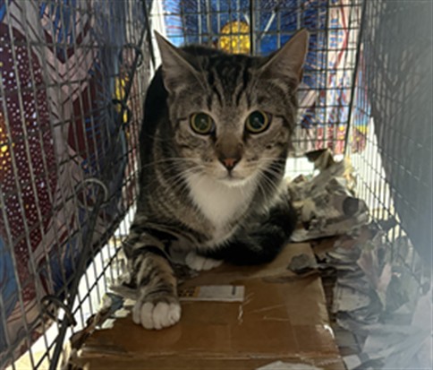 Shelter Stray Male Cat last seen , 3201 Lacy St, Los Angeles, CA 90031, USA