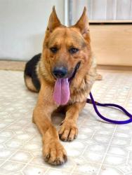 Shelter Stray Male Dog last seen CHARLOTTE, 8315 Byrum Dr, Charlotte, NC 28217, USA