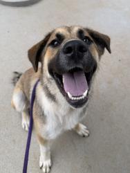 Shelter Stray Male Dog last seen CHARLOTTE, 8315 Byrum Dr, Charlotte, NC 28217, USA