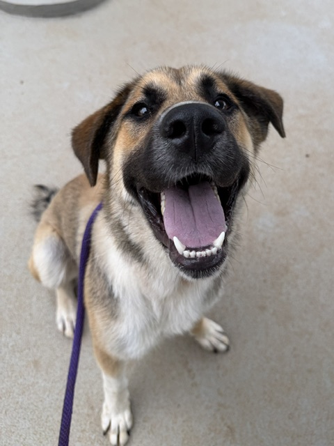 Shelter Stray Male Dog last seen CHARLOTTE, 8315 Byrum Dr, Charlotte, NC 28217, USA