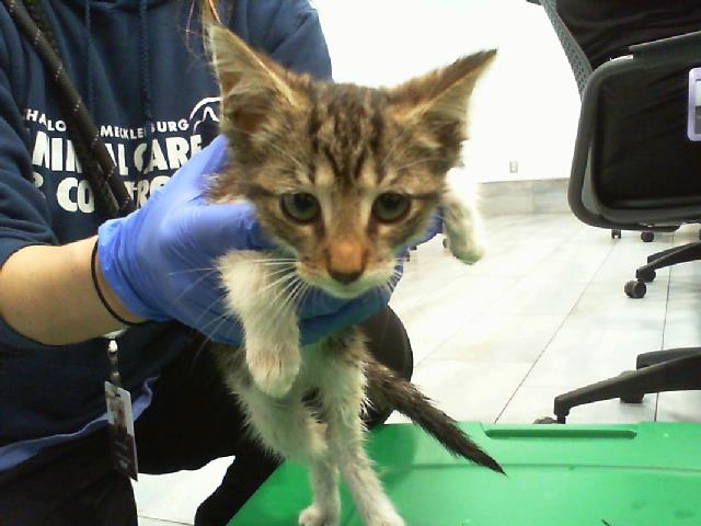 Shelter Stray Female Cat last seen CHARLOTTE, 8315 Byrum Dr, Charlotte, NC 28217, USA