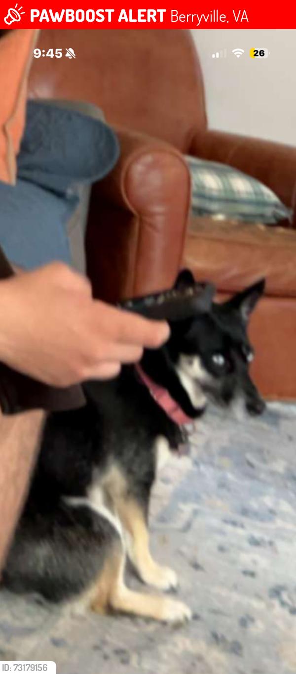 Lost Female Dog last seen Near russel road, Berryville, VA 22611