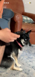 Lost Female Dog last seen Near russel road, Berryville, VA 22611