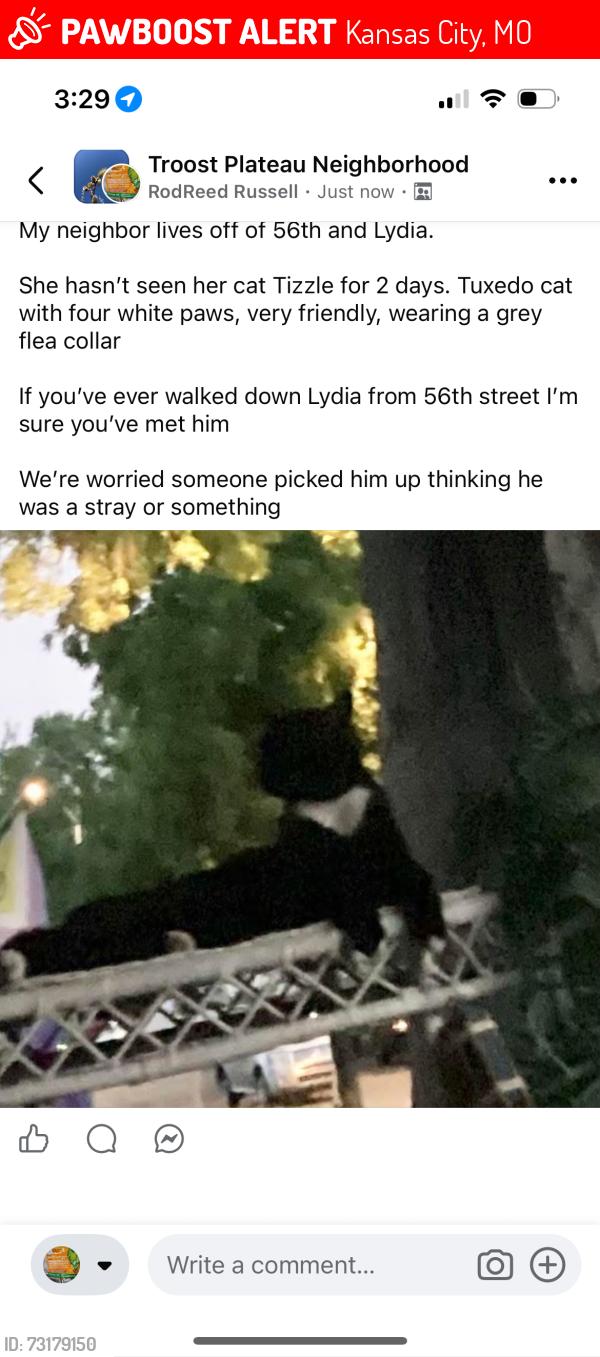 Lost Male Cat last seen 55th/56th Lydia and/or Paseo, Kansas City, MO 64106