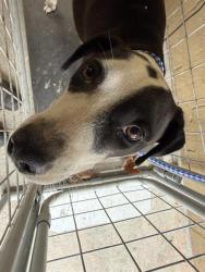 Shelter Stray Female Dog last seen Near BLK GOLDEN STATE AV BAKERSFIELD,CA, 201 S Mt Vernon Ave, Bakersfield, CA 93307, USA