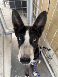 Shelter Stray Female Dog last seen Near BLK GOLDEN STATE AV BAKERSFIELD,CA, 201 S Mt Vernon Ave, Bakersfield, CA 93307, USA