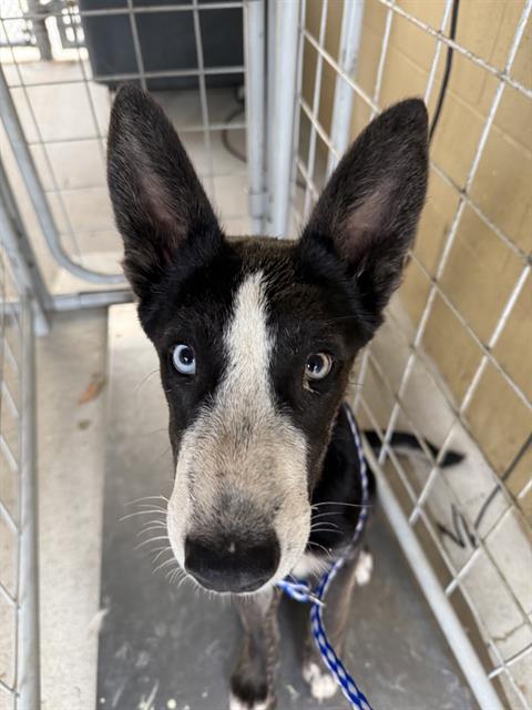 Shelter Stray Female Dog last seen Near BLK GOLDEN STATE AV BAKERSFIELD,CA, 201 S Mt Vernon Ave, Bakersfield, CA 93307, USA