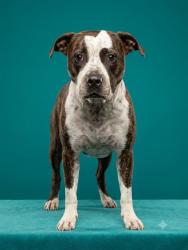 Shelter Stray Female Dog last seen Near BLOCK PINEVERDE LANE, 2020 Forest St, Jacksonville, FL 32204, USA