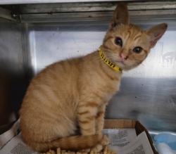 Shelter Stray Female Cat last seen , 14409 Vanowen St, Van Nuys, CA 91405, USA