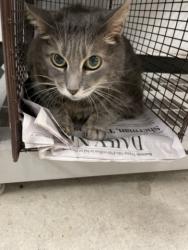 Shelter Stray Female Cat last seen , 14409 Vanowen St, Van Nuys, CA 91405, USA