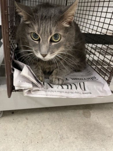 Shelter Stray Female Cat last seen , 14409 Vanowen St, Van Nuys, CA 91405, USA