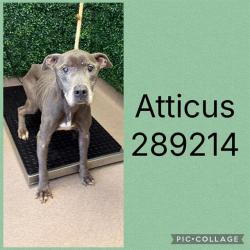 Shelter Stray Male Dog last seen HOLT AVE, 4214 Fulton Mill Rd, Macon, GA 31216, USA