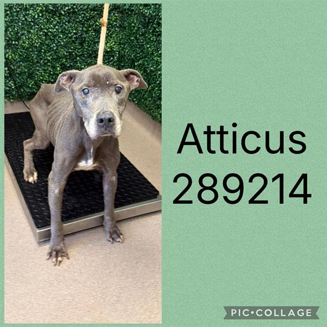 Shelter Stray Male Dog last seen HOLT AVE, 4214 Fulton Mill Rd, Macon, GA 31216, USA