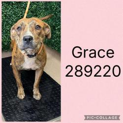 Shelter Stray Female Dog last seen GROVELAND CIR N, 4214 Fulton Mill Rd, Macon, GA 31216, USA
