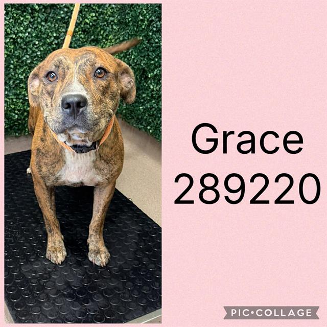 Shelter Stray Female Dog last seen GROVELAND CIR N, 4214 Fulton Mill Rd, Macon, GA 31216, USA