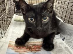 Shelter Stray Male Cat last seen , 14409 Vanowen St, Van Nuys, CA 91405, USA