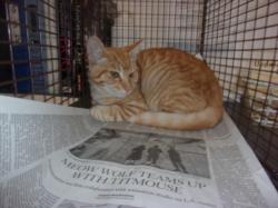 Shelter Stray Male Cat last seen , 14409 Vanowen St, Van Nuys, CA 91405, USA