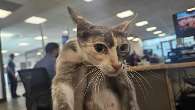 Shelter Stray Female Cat last seen , 14409 Vanowen St, Van Nuys, CA 91405, USA