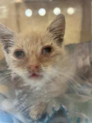 Shelter Stray Male Cat last seen BONAVISTA WAY & 19TH ST, 2127 Front St, Sacramento, CA 95818, USA