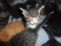 Shelter Stray Male Cat last seen , 14409 Vanowen St, Van Nuys, CA 91405, USA