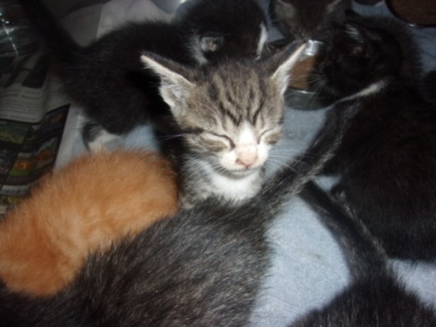 Shelter Stray Male Cat last seen , 14409 Vanowen St, Van Nuys, CA 91405, USA