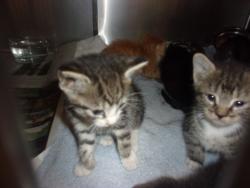 Shelter Stray Female Cat last seen , 14409 Vanowen St, Van Nuys, CA 91405, USA