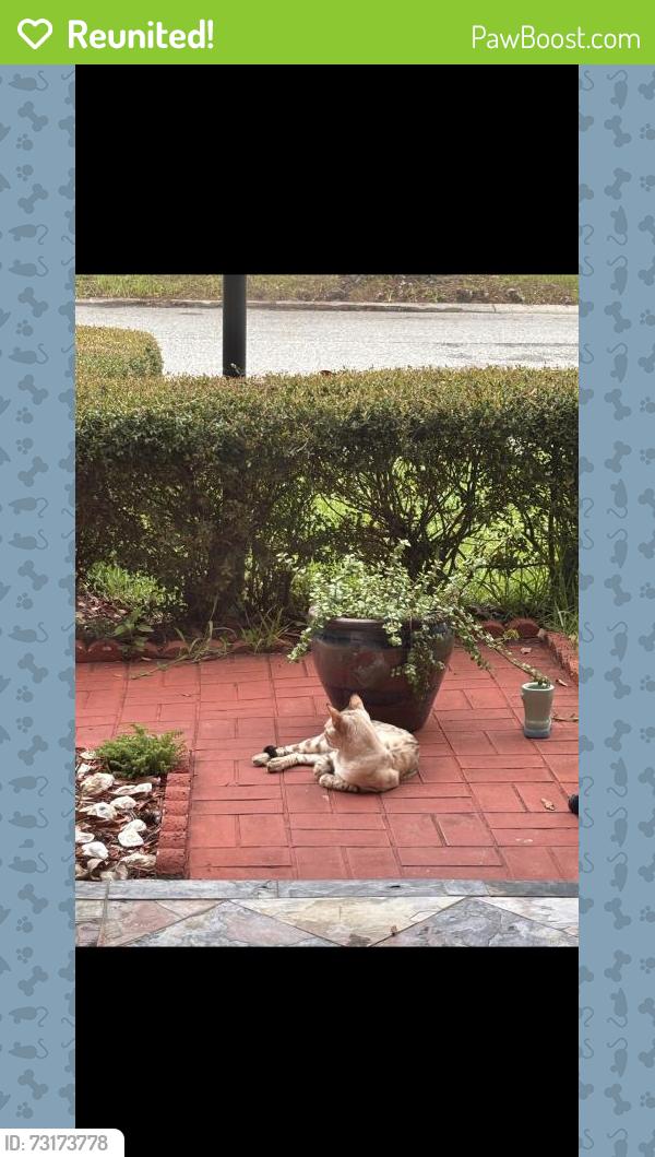 Reunited Male Cat last seen Short Pine Cir, Orlando, FL 32807, USA, Orlando, FL 32807