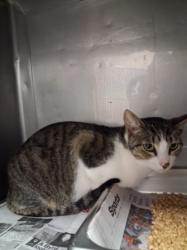 Shelter Stray Male Cat last seen , West Valley Animal Shelter, 20655 Plummer St, Chatsworth, CA 91311, USA