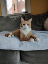 Lost Male Cat last seen Near and Paper Mill Road, Oreland, PA 19075