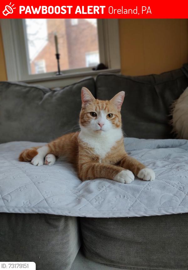 Lost Male Cat last seen Near and Paper Mill Road, Oreland, PA 19075
