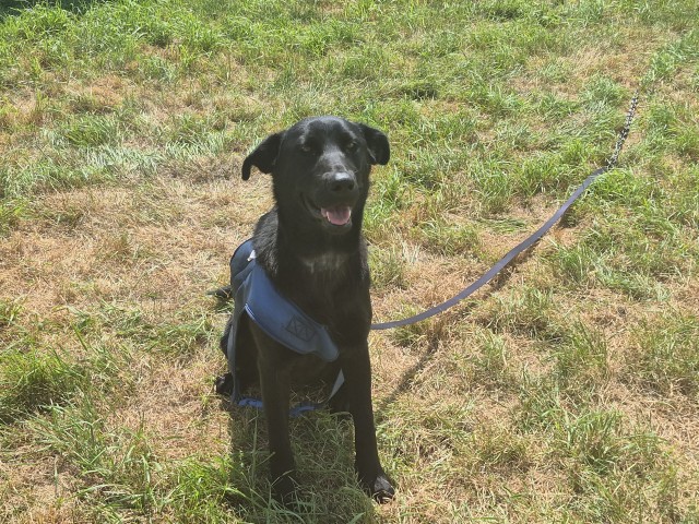 Shelter Stray Female Dog last seen Near BLOCK REGENT DR, DETROIT, MI 48205, 7401 Chrysler Dr, Detroit, MI 48211, USA