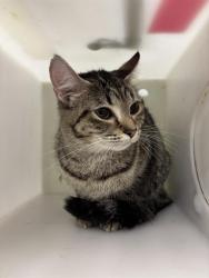 Shelter Stray Female Cat last seen Near, 2600 S Harding St, Indianapolis, IN 46221, USA