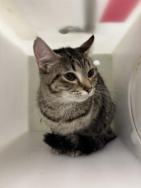 Shelter Stray Female Cat last seen Near, 2600 S Harding St, Indianapolis, IN 46221, USA