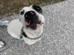 Shelter Stray Female Dog last seen Near, 2600 S Harding St, Indianapolis, IN 46221, USA