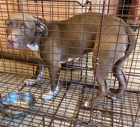 Shelter Stray Male Dog last seen Near BLOCK 23RD ST, 19640 Dogpatch Ln, Land O' Lakes, FL 34638, USA