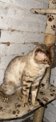 Lost Male Cat last seen Da4, Kent, England DA4