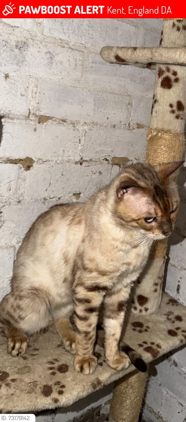 Lost Male Cat last seen Da4, Kent, England DA4