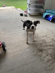 Reunited Female Dog last seen Cherry Lane and Rankin Rd Intersection, Greensboro, NC 27405