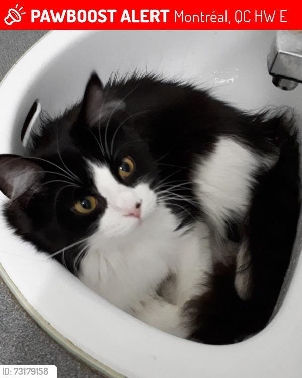 Lost Female Cat last seen Aylwin & Rachel, Montréal, QC H1W 3E2